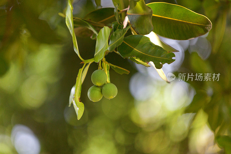 高竹(Calophyllum inophyllum)